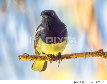Shama dayal, Oriental Magpie-robin bird, Copsychus saularis Shama dayal, Oriental Magpie-robin bird, Copsychus saularis 137542563