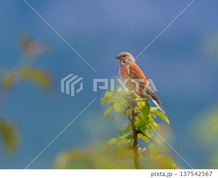 Common linnet, Linaria cannabina, bird on a branch 137542567