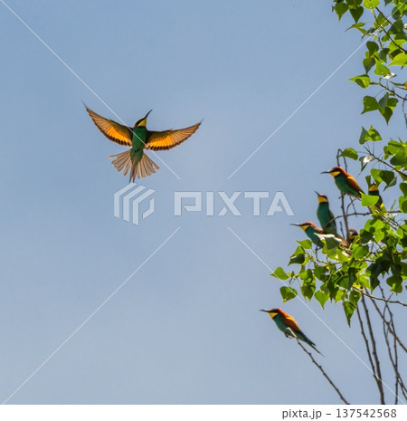 European bee-eater bird, Merops Apiaster, flying, Geneva, Switzerland 137542568