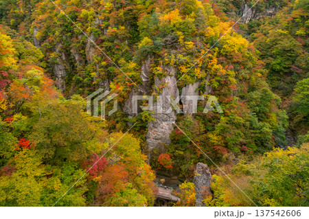 宮城県大崎市 大深沢橋から見下ろす色づき始めた鳴子峡のV字谷と大自然 137542606