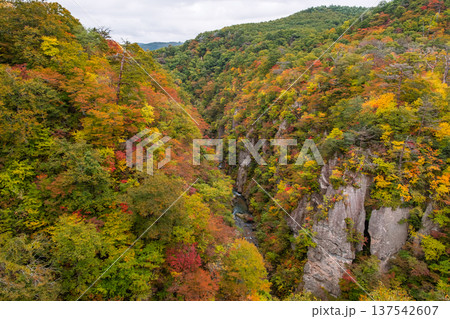 宮城県大崎市 大深沢橋から見下ろす色づき始めた鳴子峡のV字谷と大自然 137542607