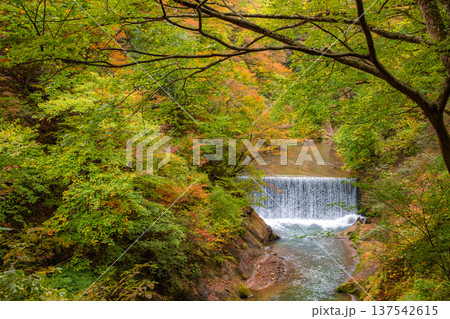 宮城県大崎市 色づき始めた紅葉のグラデーションが美しい鳴子峡 137542615