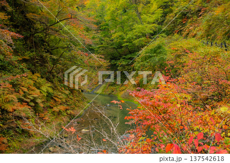 宮城県大崎市 色づき始めた紅葉のグラデーションが美しい鳴子峡 宮城県大崎市 色づき始めた紅葉のグラデーションが美しい鳴子峡 137542618