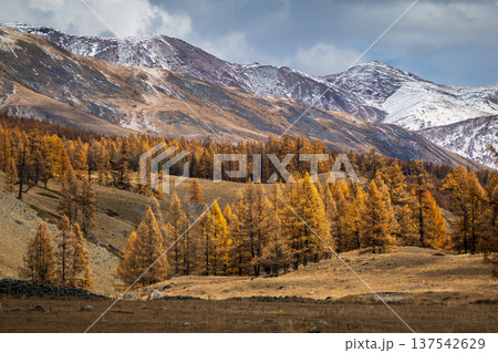 Autumn forest with golden trees and snowy mountain in the background 137542629