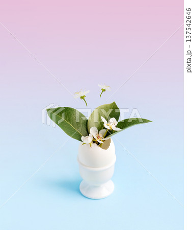 White Easter egg in a stand with spring pear flowers and leaves on a blue pink gradient background with space for text. Happy Easter White Easter egg in a stand with spring pear flowers and leaves on a blue pink gradient background with space for text. Happy Easter 137542646