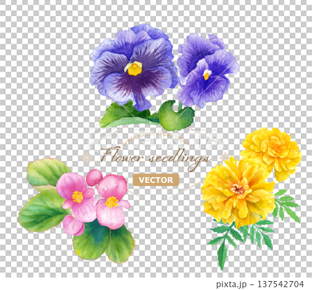 Watercolor illustration set of three spring flower seedlings (begonia, pansy, marigold) Vector Watercolor illustration set of three spring flower seedlings (begonia, pansy, marigold) Vector 137542704