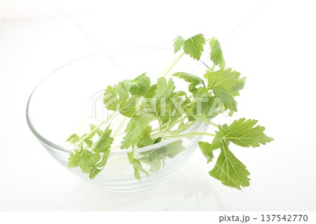 ガラスボールに入れたホワイトセロリ ガラスボールに入れたホワイトセロリ 137542770