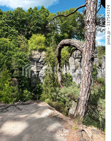 The rocky cliffs are covered with lush green forest 137543374