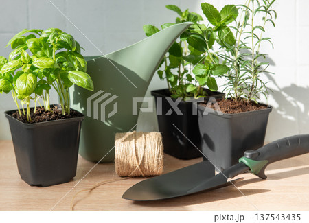 Growing fresh herbs for urban gardening and cooking Growing fresh herbs for urban gardening and cooking 137543435