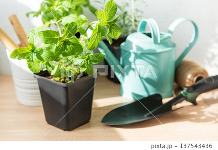 Mint herb plant on wooden table with garden tools 137543436