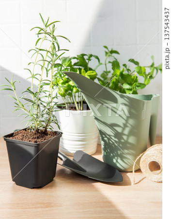 Herbs for home gardening with watering can and tools 137543437