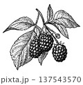 Blackberry branch ink sketch 137543570