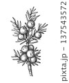 Juniper berries and needles botanical illustration 137543572