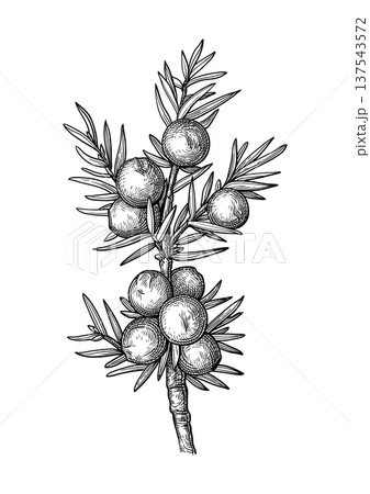 Juniper berries and needles botanical illustration 137543572