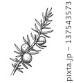 Juniper branch with berries ink drawing 137543573