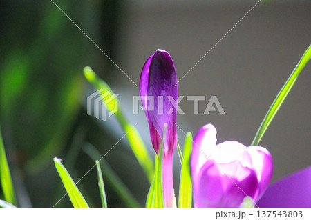 Beautiful purple Crocus vernus group blooming in bright spring sun, soft botanical background. 137543803