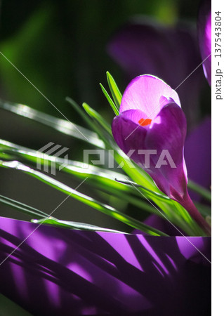 Elegant purple crocus bud with dramatic geometric shadows in vibrant spring sunlight. Elegant purple crocus bud with dramatic geometric shadows in vibrant spring sunlight. 137543804