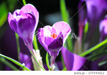 Vibrant purple Crocus vernus in dramatic sunlight, beautiful botanical macro with soft bokeh 137543812