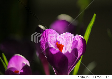 Vibrant purple Crocus vernus petal texture glowing in bright sunlight, dark botanical background. Vibrant purple Crocus vernus petal texture glowing in bright sunlight, dark botanical background. 137543813