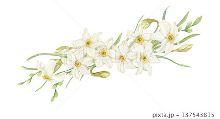 White narcissus flower garland watercolor illustration on isolated background. Blooming spring daffodil flowers and spikelet composition for birthday greeting cards, herbal packaging. White narcissus flower garland watercolor illustration on isolated background. Blooming spring daffodil flowers and spikelet composition for birthday greeting cards, herbal packaging. 137543815
