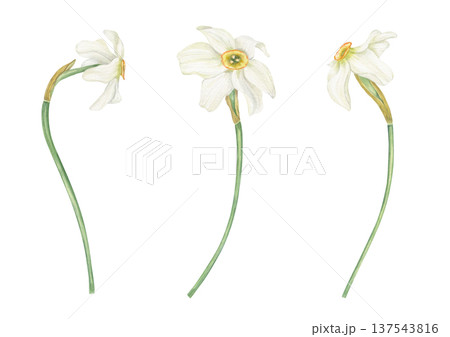 Three single white Daffodils clip art watercolor illustration on isolated background. Hand drawn Narcissus flowers in blossom set. Floral spring elements for greeting card design, wedding invitation Three single white Daffodils clip art watercolor illustration on isolated background. Hand drawn Narcissus flowers in blossom set. Floral spring elements for greeting card design, wedding invitation 137543816