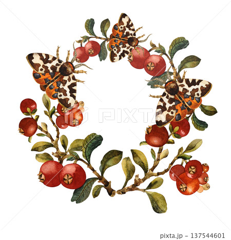 A wreath of red berries branches and moths isolated watercolor illustration on white background. 137544601