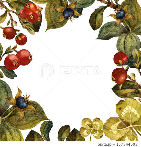 Frame of leaves and berries isolated watercolor illustration on white background. Hand drawing 137544605
