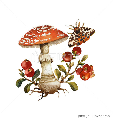 Mushroom with berry branch and moth watercolor illustration. Isolated draw on white background 137544609