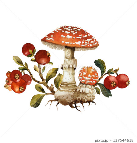 Amanita mushrooms and berry watercolor illustration on white background. Hand painted 137544619