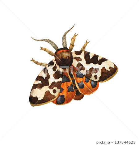 Night moth. Watercolor illustration on a white background. Isolated illustration. Hand painting draw 137544625
