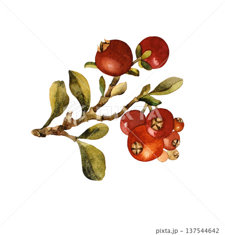 A berries branch and leaves. Watercolor illustration on a white background. Isolated illustration 137544642