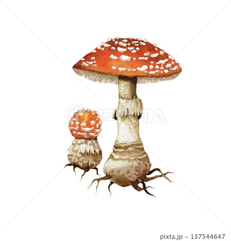 Amanita watercolor illustration. Mushrooms watercolor illustration isolated on white background. 137544647