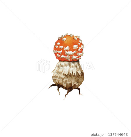 Fly agaric amanita watercolor illustration on white background. Isolated drawing. Hand painted Fly agaric amanita watercolor illustration on white background. Isolated drawing. Hand painted 137544648