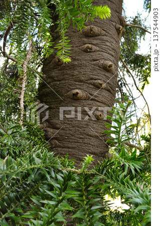 A large Araucaria tree trunk in the Busaco Park in Portugal. Concept: natural atmosphere, strength and wisdom of nature, rare plants. A large Araucaria tree trunk in the Busaco Park in Portugal. Concept: natural atmosphere, strength and wisdom of nature, rare plants. 137544903