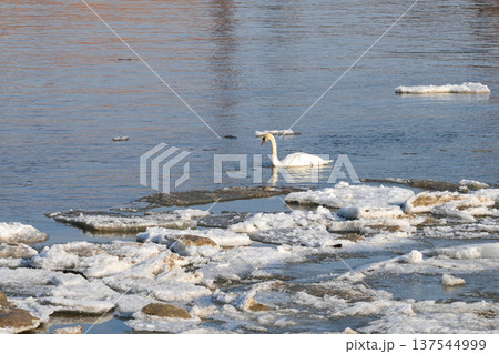 White Swan Swimming Among Floating Ice on Cold Winter Lake Under Soft Morning Light White Swan Swimming Among Floating Ice on Cold Winter Lake Under Soft Morning Light 137544999