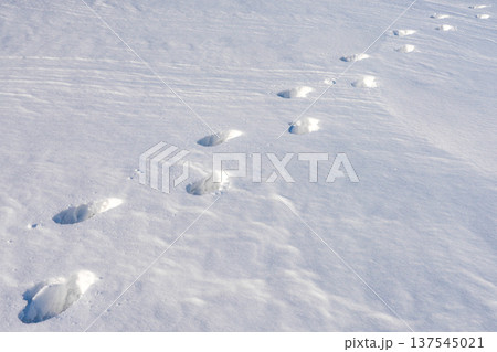 Footprints in Deep Snow Across Bright Winter Landscape 137545021