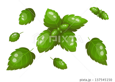 Vector set with mint leaves 137545150