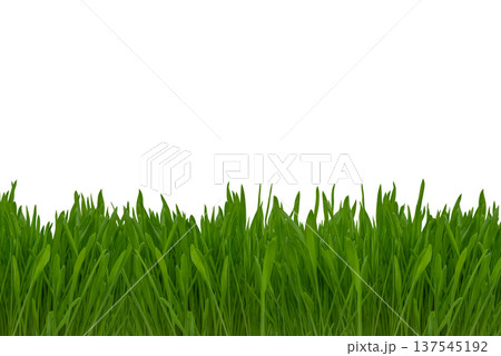 Lush green grass with vibrant blades growing densely along the bottom edge of a clean white background, ideal for nature-themed designs and layouts Lush green grass with vibrant blades growing densely along the bottom edge of a clean white background, ideal for nature-themed designs and layouts 137545192
