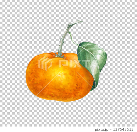 Hand-drawn watercolor illustration of a ripe orange mandarin fruit with a fresh green leaf. High-quality botanical element for organic food design, greeting cards, and citrus-themed projects. Isolated Hand-drawn watercolor illustration of a ripe orange mandarin fruit with a fresh green leaf. High-quality botanical element for organic food design, greeting cards, and citrus-themed projects. Isolated 137545513