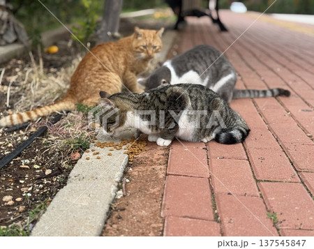 Three stray cats eating kibble on outdoor path, blending with red brick and natural surroundings Three stray cats eating kibble on outdoor path, blending with red brick and natural surroundings 137545847