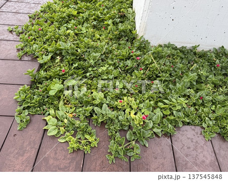 Green plant with small red flowers growing along brown wooden deck for natural background Green plant with small red flowers growing along brown wooden deck for natural background 137545848