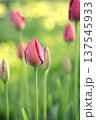 Close-up of tulip buds with fresh green leaves on a blurred green background. 137545933
