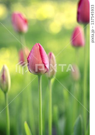 Close-up of tulip buds with fresh green leaves on a blurred green background. 137545933