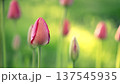 Close-up of tulip buds with fresh green leaves on a blurred sunny green background. 137545935