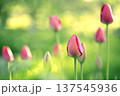 Close-up of pink tulip buds with fresh green leaves on a blurred green background. 137545936