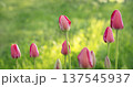 Pink tulip buds on a blurred background. Close-up of pink tulip buds with fresh green leaves. 137545937