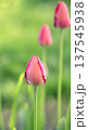 Close-up of pink tulip buds with fresh green leaves on a blurred green background. Vertical shot of tulips in a garden. 137545938