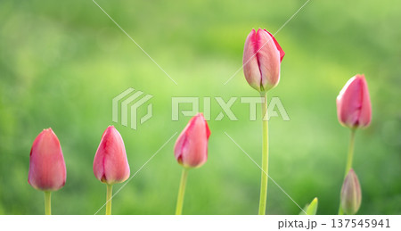 Delicate, pink tulip buds on a blurred green background. Beautiful unopened tulips in the garden. 137545941