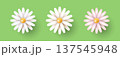 Three flowers on a green background. White, light blue, and pink daisies. Spring and summer flowers. 137545948