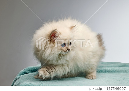 White Siberian colorpoint kitten Neva Masquerade with blue eyes White Siberian colorpoint kitten Neva Masquerade with blue eyes 137546097